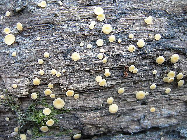 Ritorno  nel  bosco  alluvionale  di  Flh